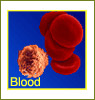 blood