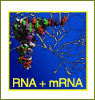 rna